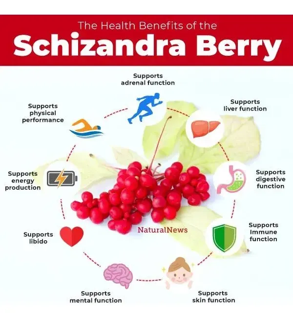 Swanson Schizandra Berries 525mg Suplemento